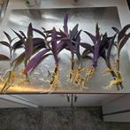 Tradescantia pallida,kamer/kruipplant,kan in de zomer boiten, Huis en Inrichting, Overige soorten, Halfschaduw, Bloeiende kamerplant