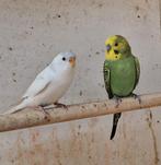 2 jonge grasparkieten, Dieren en Toebehoren, Meerdere dieren, Parkiet
