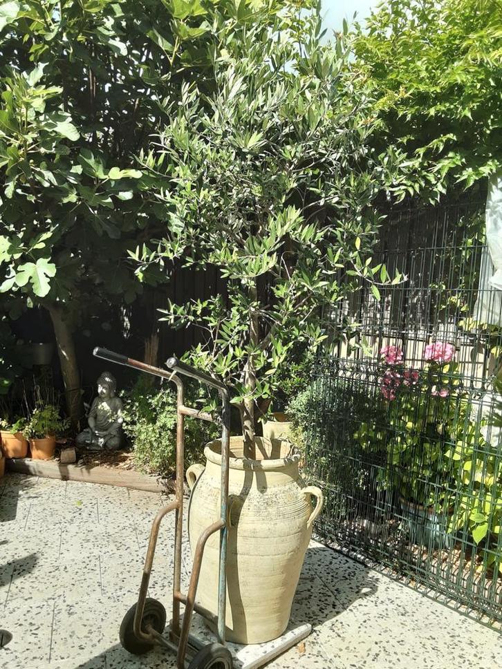 Olijfboom in metterrane pot / kruik. Groot , gezond, 225 cm, Tuin en Terras, Planten | Bomen, Olijfboom, 100 tot 250 cm, Volle zon