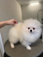 Pomeranian, Pomeriaan, Dwergkees wit 6 maanden met stamboom, Nederland, Keeshond, 15 weken tot 1 jaar, Reu
