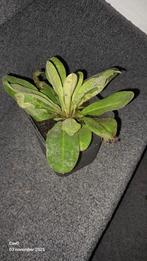 7x Prikneus planten - Roze bloemen!, Volle zon, Vaste plant, Zomer, Ophalen