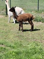 Jonge Alpaca merrie, Dieren en Toebehoren, Overige Dieren, Oktober, Vrouwelijk