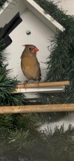 Rode kardinaal pop 2025, Dieren en Toebehoren, Vogels | Overige Vogels, Vrouwelijk