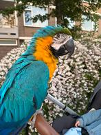 A golden Ara Macaw parrot for sale, Dieren en Toebehoren, Vogels | Parkieten en Papegaaien, Vrouwelijk, Dwergpapegaai of Agapornis