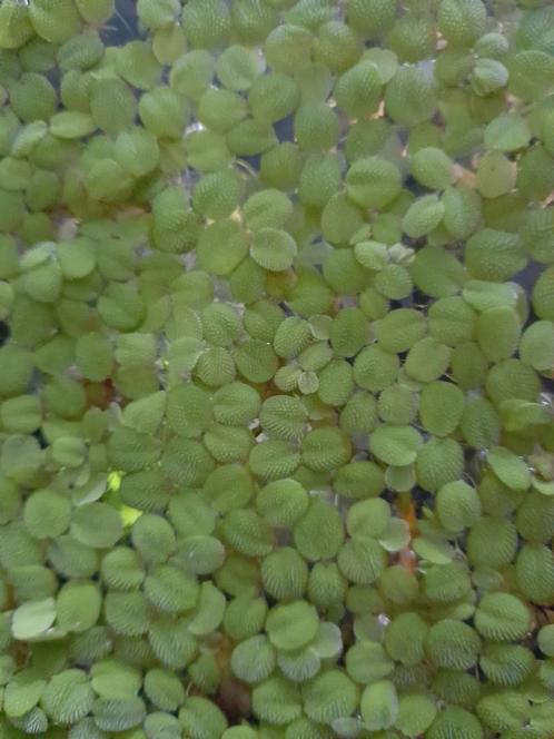 Kleine vlotvaren⁷, Dieren en Toebehoren, Vissen | Aquaria en Toebehoren, Zo goed als nieuw, Plant(en), Steen of Hout, Ophalen