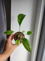 Anthurium gracile P7 € 2, Bloeiende kamerplant, Ophalen, Overige soorten, Minder dan 100 cm