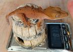 Wimpergekko superdalmation jong, Hagedis, 0 tot 2 jaar