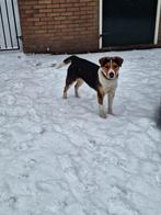 Hond, Dieren en Toebehoren, Overige rassen, 1 tot 2 jaar, Teef, Eén hond