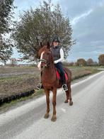 Super Lieve leuke recreatie/kinderpony!🥰🐴, Dieren en Toebehoren, Pony's, Gechipt, B, Ruin, 11 jaar of ouder