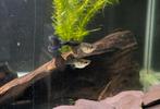Purple Moscow Dumbo Guppy's KWEEKGROEP (4x man 7x vrouw), Dieren en Toebehoren, Vissen | Aquariumvissen, Vis, Zoetwatervis