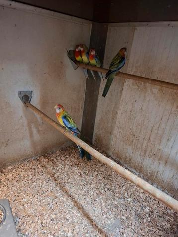 Rosella's  beschikbaar voor biedingen