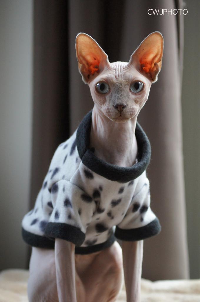 KOUD? Warme kattentrui Sphynx Kat kitten poes Rex Handmade, Dieren en Toebehoren, Katten-accessoires, Nieuw, Ophalen of Verzenden