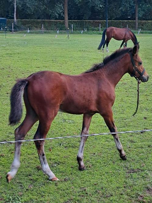 Te koop prachtig rassig welsh B hengstveulen, Dieren en Toebehoren, Pony's, Hengst, Niet van toepassing, 0 tot 2 jaar