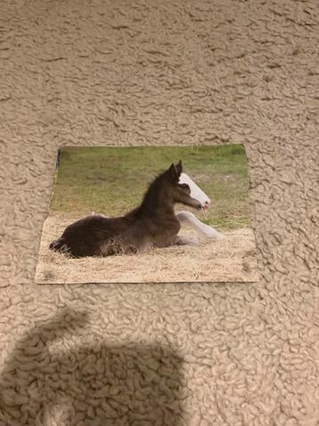 Gebruikte penny posters beschikbaar voor biedingen