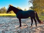 10 jarige KWPN merrie (Fairytale x Gribraldi), Dieren en Toebehoren, Paarden, Merrie, B, Gechipt, Dressuurpaard