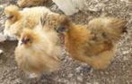 KNUFFEL KIPPEN., Dieren en Toebehoren, Pluimvee, Vrouwelijk, Kip