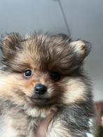 Kleine (worden tussen 25 en 30cm)Pomeranian Pomeriaan Keesje, Keeshond, CDV (hondenziekte), 8 tot 15 weken, Meerdere