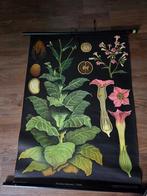 schoolplaat Jung Koch Quentell linnen rolschoolplaat, Ophalen of Verzenden, Natuur en Biologie