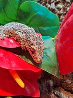 Rhacodactylus Auriculatus (Gargoyle gecko vrouw, Dieren en Toebehoren, Hagedis, Tam, 3 tot 6 jaar