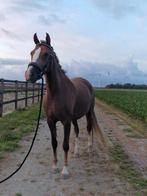 Mooie 5 jarige Merrie, Dieren en Toebehoren, Paarden, Merrie, Gechipt, 3 tot 6 jaar