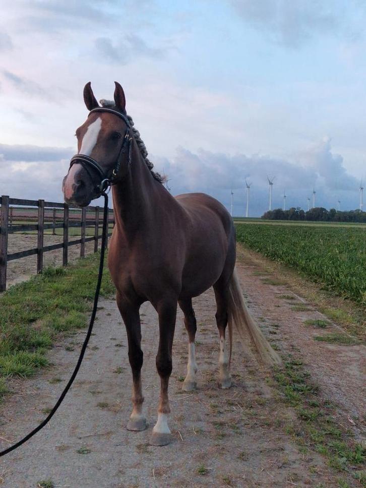 Mooie 5 jarige Merrie, Dieren en Toebehoren, Paarden, Merrie, 3 tot 6 jaar, Gechipt