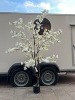 Nieuw! Cherry bloesemboom wit 210cm, Binnen, Ophalen of Verzenden