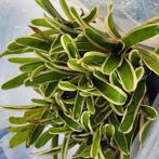 Bromelia bont, Huis en Inrichting, Kamerplanten, Ophalen of Verzenden, Overige soorten, Minder dan 100 cm