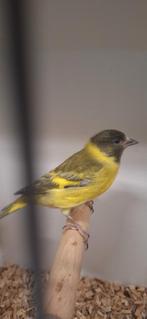 Mooi koppeltje Zwartkop Sijsen geringd onverwant zitten koud, Meerdere dieren, Tropenvogel, Geringd