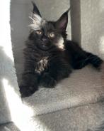 Mooie Maine Coon-kittens, Dieren en Toebehoren, Katten en Kittens | Raskatten | Langhaar, Poes, Gechipt