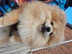 Pomeriaan dwergkees dekreu, 15 weken tot 1 jaar, Reu, Eén hond, Nederland