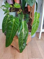 philodendron esmeraldense narrow, Huis en Inrichting, Kamerplanten, Ophalen of Verzenden, Overige soorten, Minder dan 100 cm