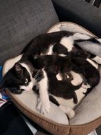 Nog 4 leuke kittens beschikbaar, Dieren en Toebehoren, Katten en Kittens | Overige Katten, Meerdere dieren, Kortharig, 0 tot 2 jaar