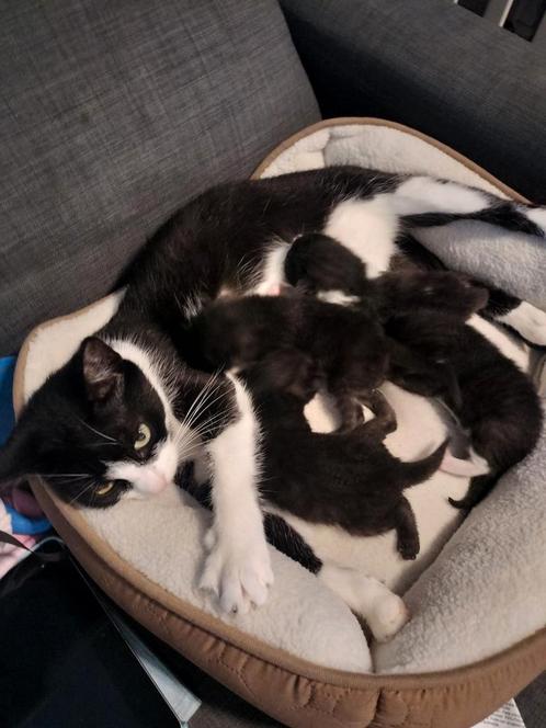 Nog 4 leuke kittens beschikbaar, Dieren en Toebehoren, Katten en Kittens | Overige Katten, Kortharig, Meerdere dieren, 0 tot 2 jaar