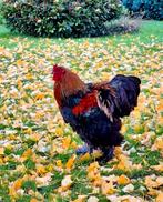 Mooie Brahma hanen, 1x 3 jaar,  2x 0,5 jaar oud, Dieren en Toebehoren, Pluimvee, Mannelijk, Kip