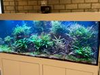 Prachtige aquariumplanten – Gratis af te halen!, Dieren en Toebehoren, Vissen | Aquariumvissen, Overige typen