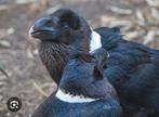 Gezocht voor een vriend uit Hongarije ( zie omschrijving), Dieren en Toebehoren, Vogels | Overige Vogels, Meerdere dieren, Roofvogel