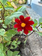 Dahlia knol rood roze -15-, Tuin en Terras, Ophalen of Verzenden, Voorjaar, Volle zon, Knol