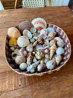 Hele mooie partij set kleurrijke schelpen koraal schelp, Ophalen of Verzenden, Schelp(en)