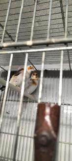 Majoor Putter Bont manen komt uit egelhad van 23, Dieren en Toebehoren, Vogels | Overige Vogels, Mannelijk, Wildzangvogel