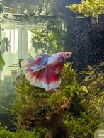 Betta vis te koop inclusief superfish qubic 30, Dieren en Toebehoren, Vissen | Aquaria en Toebehoren, Ophalen of Verzenden, Zo goed als nieuw
