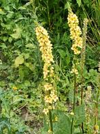 Verbascum chaxii 16 Candles, Tuin en Terras, Bloembollen en Zaden, Ophalen of Verzenden, Voorjaar, Volle zon