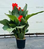 Rode canna zaadjes, Tuin en Terras, Planten | Tuinplanten, Ophalen of Verzenden, Zomer, Overige soorten, Volle zon