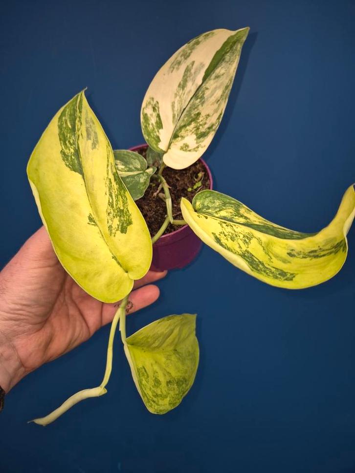 Scindapsus Jade Satin Aurea p12 (4), Huis en Inrichting, Kamerplanten, Minder dan 100 cm, Halfschaduw, Ophalen of Verzenden