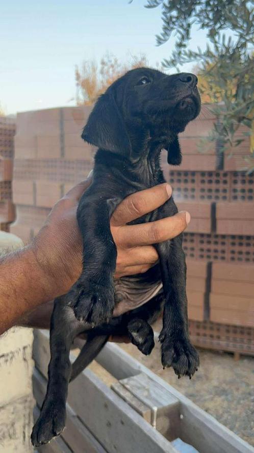 Pup 4, Dieren en Toebehoren, Honden | Niet-rashonden, Middel, Reu, Particulier, Eén hond, Buitenland, 15 weken tot 1 jaar, CDV (hondenziekte)