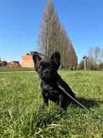 Franse bulldog pups Fluffy, Dieren en Toebehoren, Meerdere, Bulldog, 8 tot 15 weken, Meerdere dieren