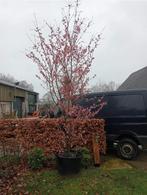 Diverse sierkersen in pot, Overige soorten, Lente, Ophalen, Volle zon