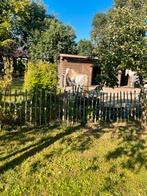 Pensionplek voor recreatieruiter met sober paard, Dieren en Toebehoren, Stalling en Weidegang, 1 paard of pony