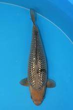 Ginrin soragoi, Dieren en Toebehoren, Karper of Koi