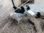 Hanen groot ras, Dieren en Toebehoren, Pluimvee, Mannelijk, Kip