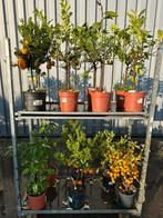25 citrusplanten, Ophalen, Overige soorten, Volle zon
